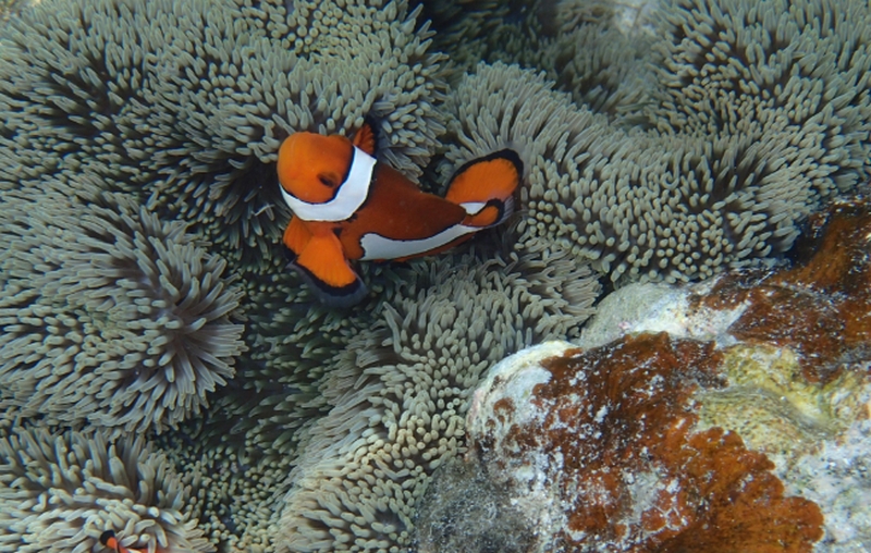 ���̌��N�Ɂb���O���΍����e�T�v���I�ySEED OF WHITE�i�V�[�h�I�u�z���C�g�j�z
���T�C�g